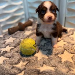 Girl 2 - Red tri-color female Miniature American Shepherd puppy in Osco, Illinois from Sonnenhügel Kennel, LLC