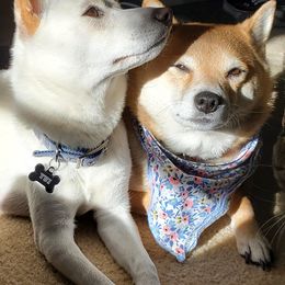 Shiba Inu from The Springs Shibas