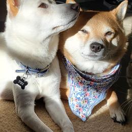 Shiba Inu from The Springs Shibas