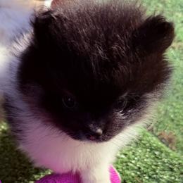 Girl 2 - Black and tan parti female Pomeranian puppy in Snohomish County, Washington from Heartlove Poms
