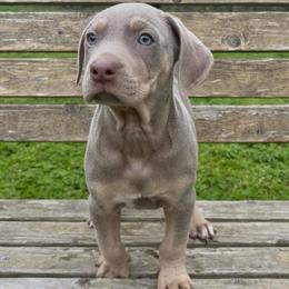 Cherokee - Yellow female Catahoula Leopard Dog puppy in Washington from Coweeman Catahoulas