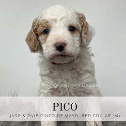 PICO- Red Collar - Parti male Goldendoodle puppy in Watertown, New York from True Friend Doodles