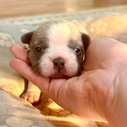Bagel - Blue fawn male French Bulldog puppy in Opelika, Alabama from Fancy Face Frenchies