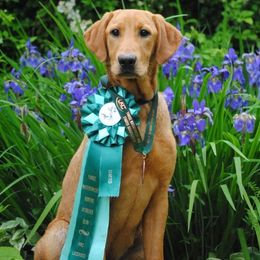 Labrador Retrievers from Maranatha Kennels