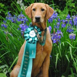 Labrador Retrievers from Maranatha Kennels