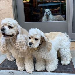 Cocker Spaniels from 18k Cockers