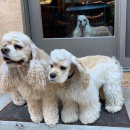 Cocker Spaniels from 18k Cockers