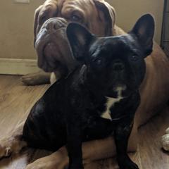 Dogues de Bordeaux and French Bulldogs from Calabria kennel