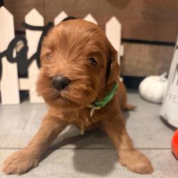 Ollie green collar - Red  male Goldendoodle puppy in Atco, New Jersey from Flannery’s lucky puppies 🍀