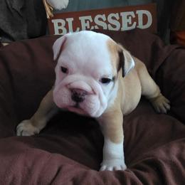 Cleo - Red and white female Bulldog puppy in Arlington, Washington from Stout's Hunting Labs and trsbullies