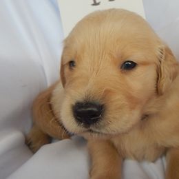 Golden Retriever and Toy Australian Shepherd Puppies from Triple-s-kennel