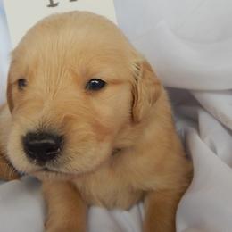 Golden Retriever and Toy Australian Shepherd Puppies from Triple-s-kennel