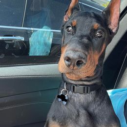 Doberman Pinscher Puppies from Ruiz Dobermans