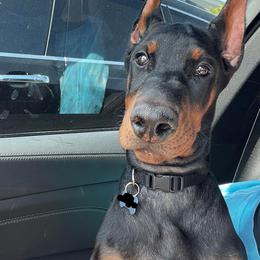 Doberman Pinscher Puppies from Ruiz Dobermans