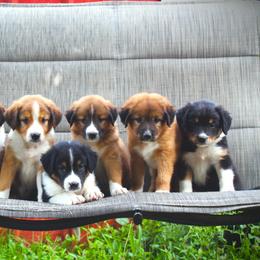English Shepherd Puppies from Town & Country English Shepherds