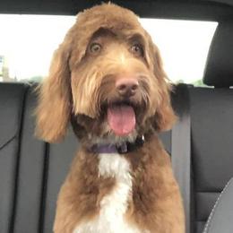 Ruby - Goldendoodle
