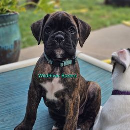 Girl 3 - Brindle female Boxer puppy in East Moline, Illinois from WildRiver Boxers