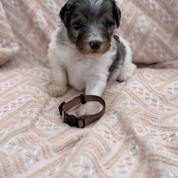 Ice Cream - Brown - Tri-color male Bernedoodle puppy in Charleston, South Carolina from Palm Belle Doodles