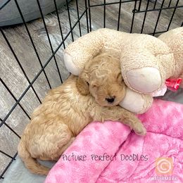 Goldendoodle and Poodle Puppies from Picture Perfect Doodles
