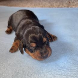 Girl 2 - Black and tan female Dachshund puppy in Bardstown, Kentucky from A & J Doxies