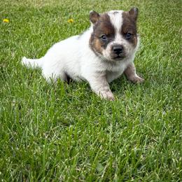 Green - Red speckled male Australian Cattle Dog puppy in Spokane, Washington from 4D Cattle Dogs