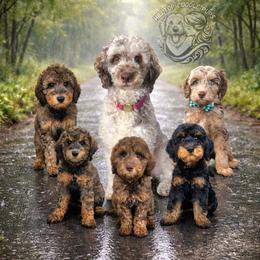 Goldendoodle puppies from Hilltop Cuddle Pups