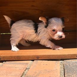 Beau - Parti male Yorkshire Terrier puppy in Columbus, Mississippi from Rocky Road Kennel