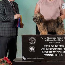 Havanese and Newfoundlands from Bydand Newfoundlands