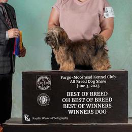 Havanese and Newfoundlands from Bydand Newfoundlands