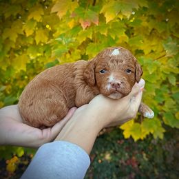 Orange Collar Boy - Red  male Poodle puppy in Modesto, California from Dry Creek Poodles