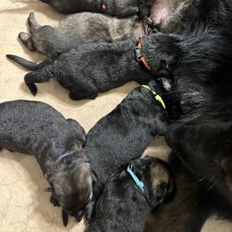 German Shepherd Puppies from FuryHaus German Shepherds