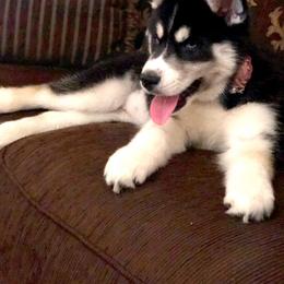 Siberian Husky Puppies from OAZS Pups
