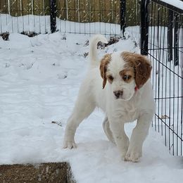 Jinx - Orange belton female English Setter puppy in Tiskilwa, Illinois from First Harmony Farms