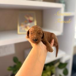 Sunrise - Red  female Goldendoodle puppy in Las Vegas, Nevada from Dose of Doodles