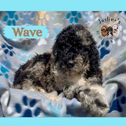 Wave - Merle male Goldendoodle puppy in Sterling, Connecticut from Justine’s Retrievers and Doodles