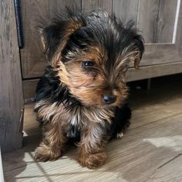 Sammy - Black and gold male Yorkshire Terrier puppy in Surprise, Arizona from Blooming Beauties 🌼