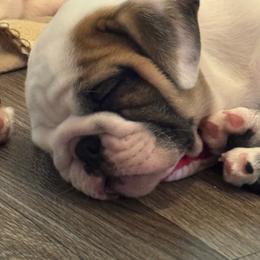 Boy 2 - Red brindle and white male Bulldog puppy in Crane Hill, Alabama from Jetana Bulldogs