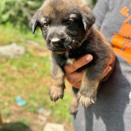 Banzai - Sable male Working Dog Cross puppy in Sheridan, Arkansas from Dark Sky Kennels