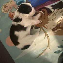 Princess Leia - Tricolor female Shih Tzu puppy in Prattville, Alabama from Jamie Manteufel