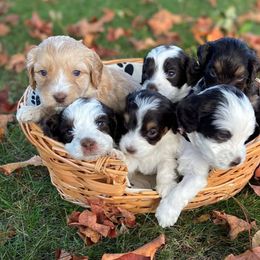 Australian Labradoodle Puppies from Maple Lane Australian Labradoodles