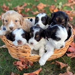 Australian Labradoodle Puppies from Maple Lane Australian Labradoodles