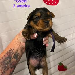 Boy 6 - Black and tan male Yorkshire Terrier puppy in Forest, Virginia from Majestic Touch Kennels and Pet Services