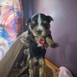 Traditional white stripe on head - Black and tan male Yorkshire Terrier puppy in Ohio from Britt n Cindys Yorkshire Terriers