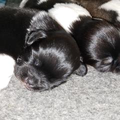 Tibetan Spaniel Puppies from Trillium Tibetan Spaniels