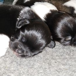 Tibetan Spaniel Puppies from Trillium Tibetan Spaniels