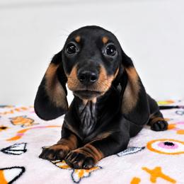 Black and tan (smaller and darker tan) - Black and tan male Dachshund puppy in Belle Rive, Illinois from Akin's Miniature Dachshunds, LLC