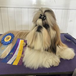 Lincoln - Shih Tzu