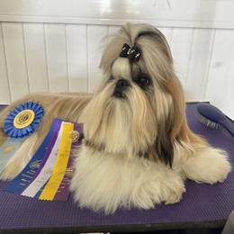 Lincoln - Shih Tzu