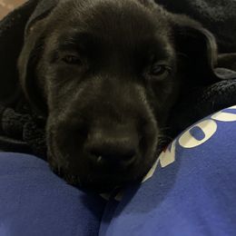 Labrador Retriever Puppies from Cary’s Buck Creek Retrievers