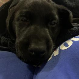 Labrador Retriever Puppies from Cary’s Buck Creek Retrievers